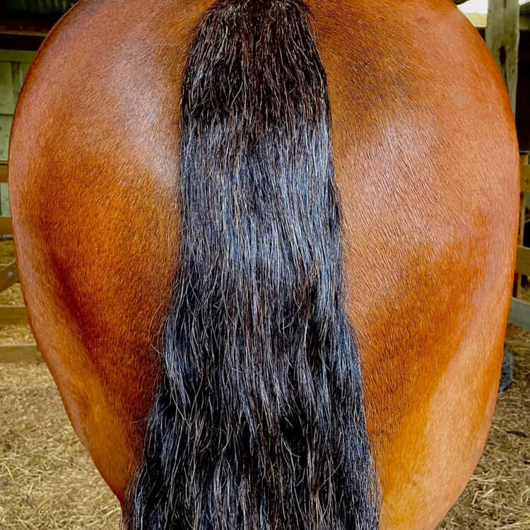 Close-up of a horse's shiny tail showcasing healthy coat after using Eco Horse Conditioner Spray.