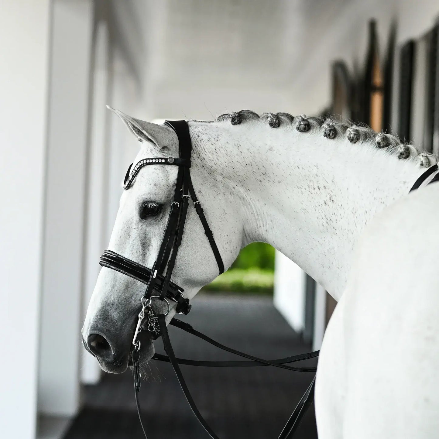 White horse wearing the Saphira double bridle with dark silver piping and crystal browband.