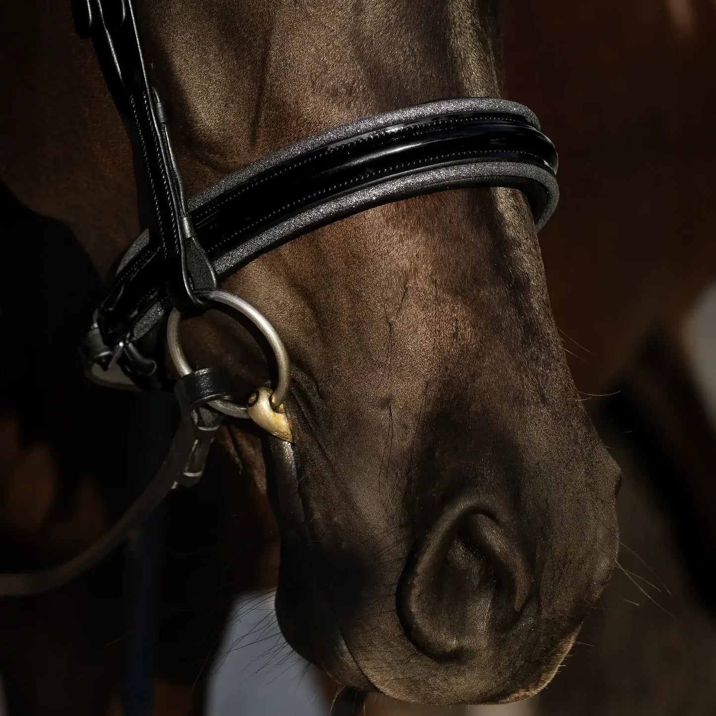 Close-up of a horse wearing the Saphira Cavesson Bridle with sleek black leather and elegant design features.