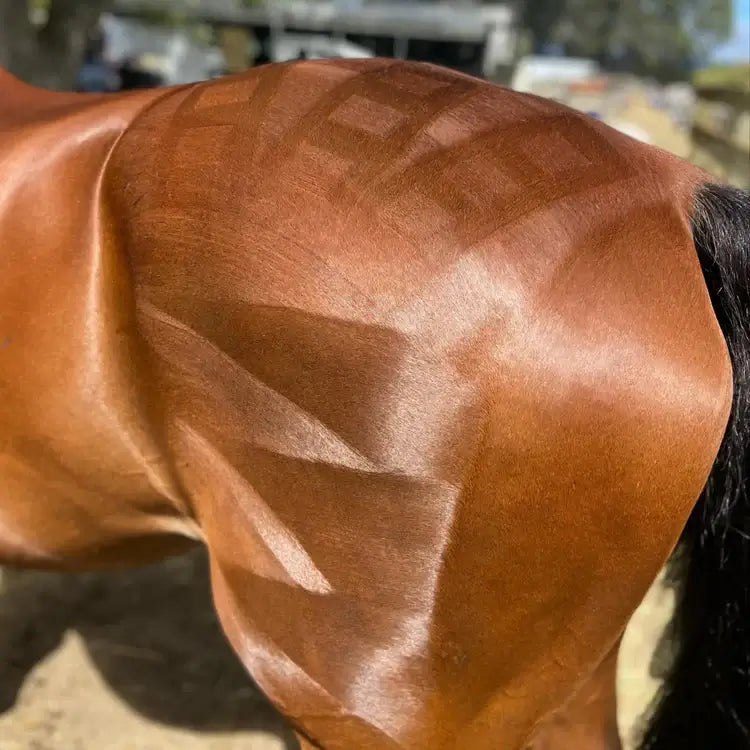 Close-up of a horse's shiny coat showcasing intricate quarter marks created with Eco Horse Quarter Mark Pro Spray.