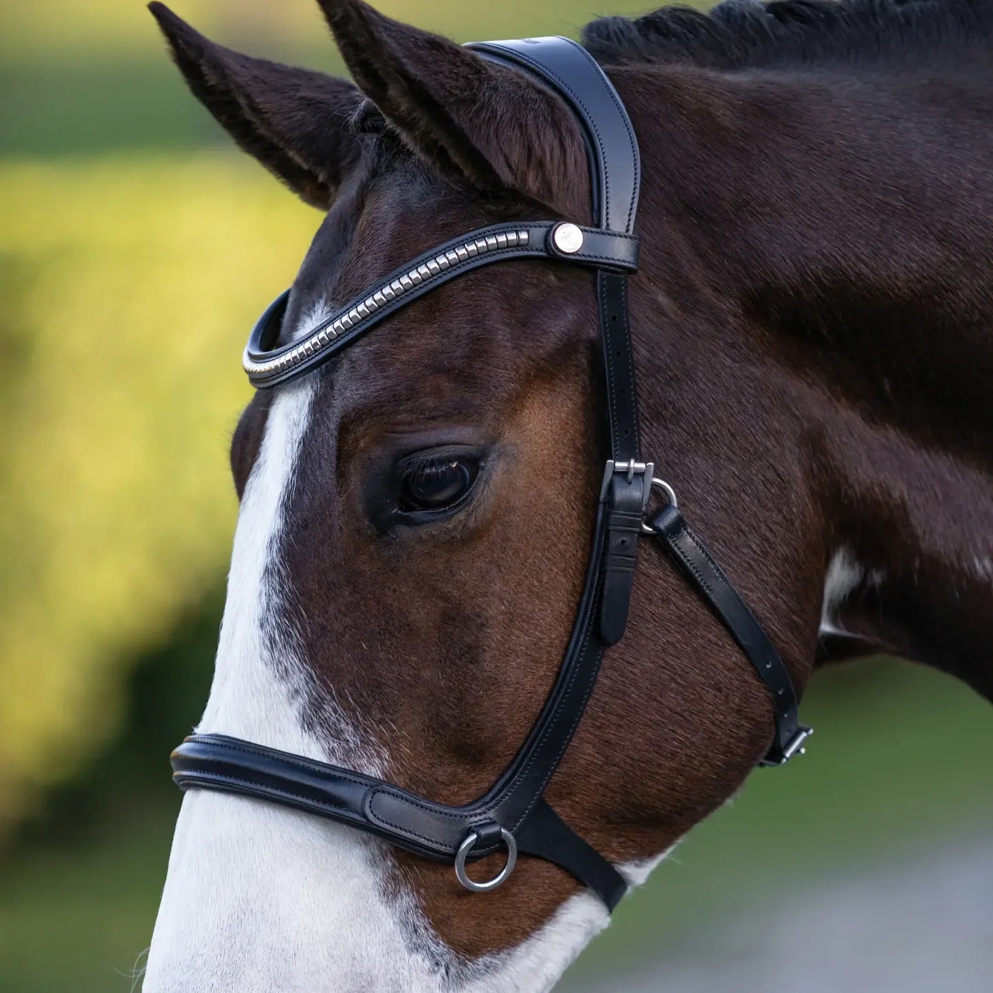 Close-up of a horse wearing a Santiago bitless bridle with a silver clincher browband.