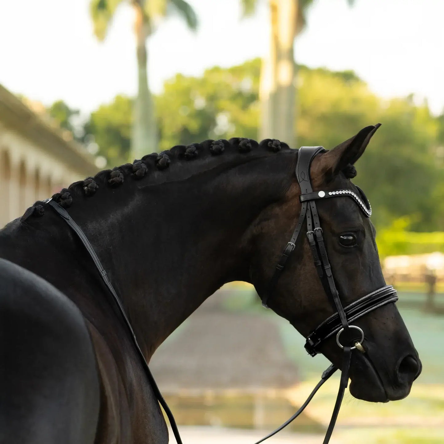 Close-up of a horse in a Saphira cavesson bridle with a crystal browband, showcasing its sleek mane and elegant profile.