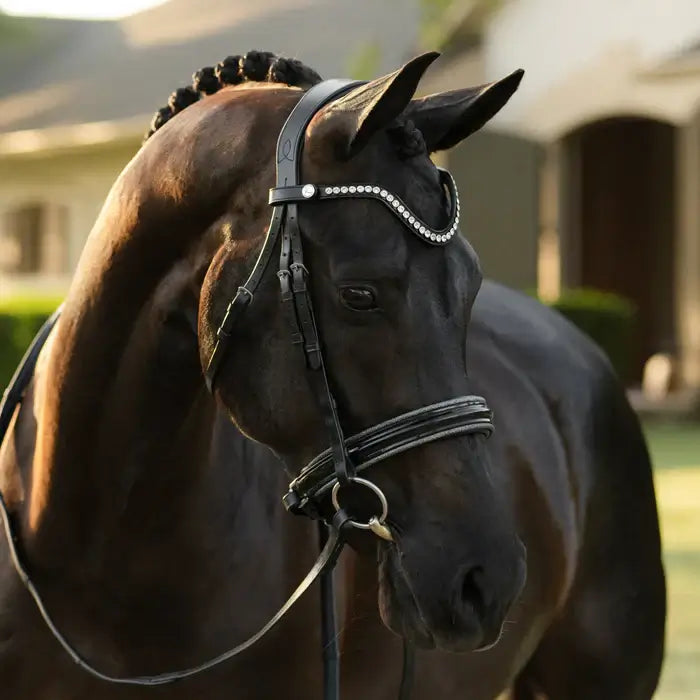 Elegant black horse wearing Saphira Cavesson Bridle with crystal browband in a natural outdoor setting.