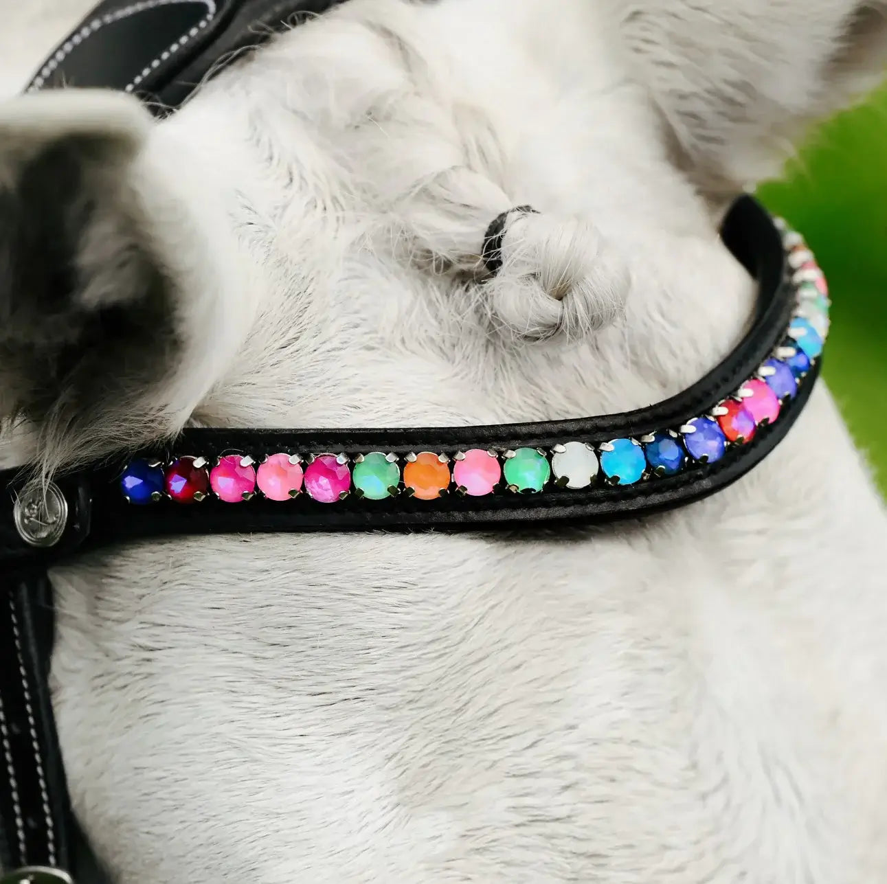 Close-up of a pony bridle with a rainbow crystal browband, showcasing vibrant colors and premium leather craftsmanship.
