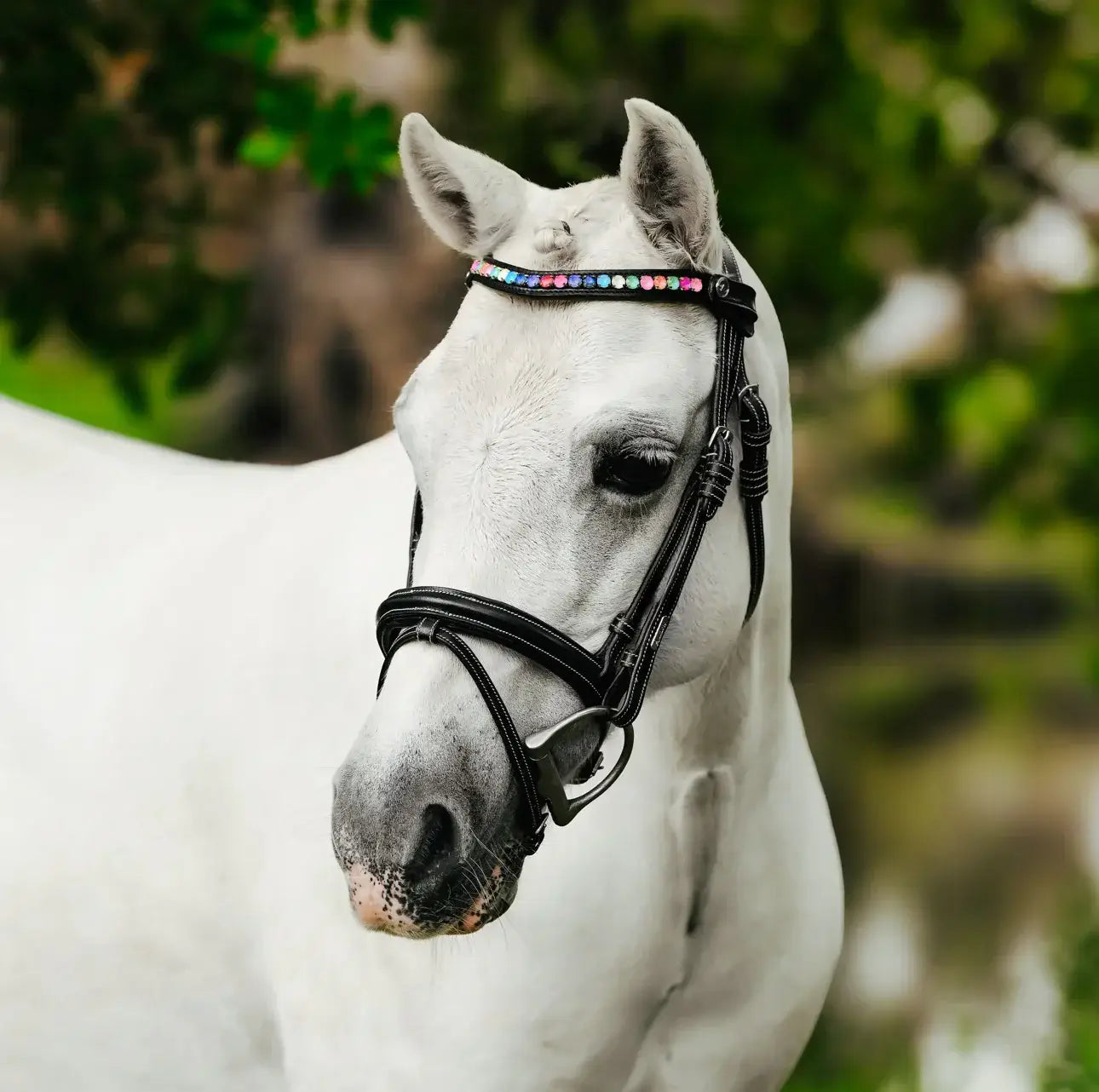 Close-up of a white pony wearing a black bridle with a rainbow crystal browband, showcasing premium leather design.