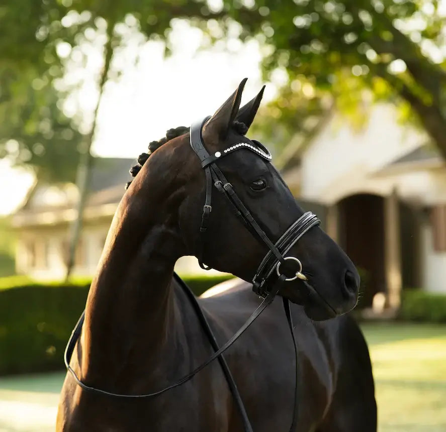 Elegant black horse wearing Saphira Cavesson Bridle with crystal browband, showcasing a stylish dressage look.