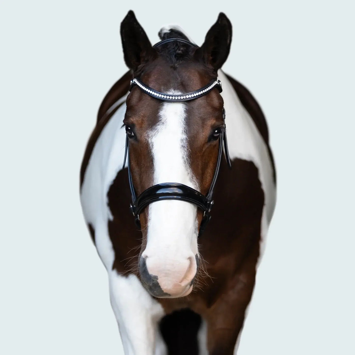 Horse wearing Symphony bitless bridle with glossy patent noseband and crystal browband for a stylish look.