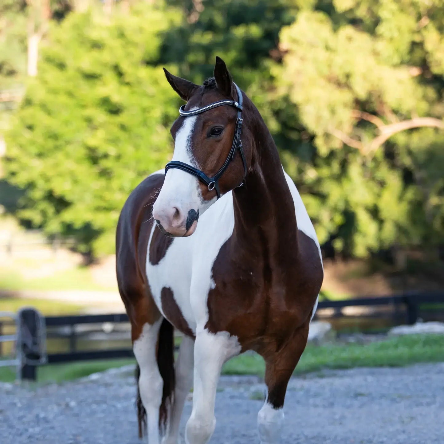 Horse wearing Santiago bitless bridle with silver clincher browband, showcasing sophistication and durability.