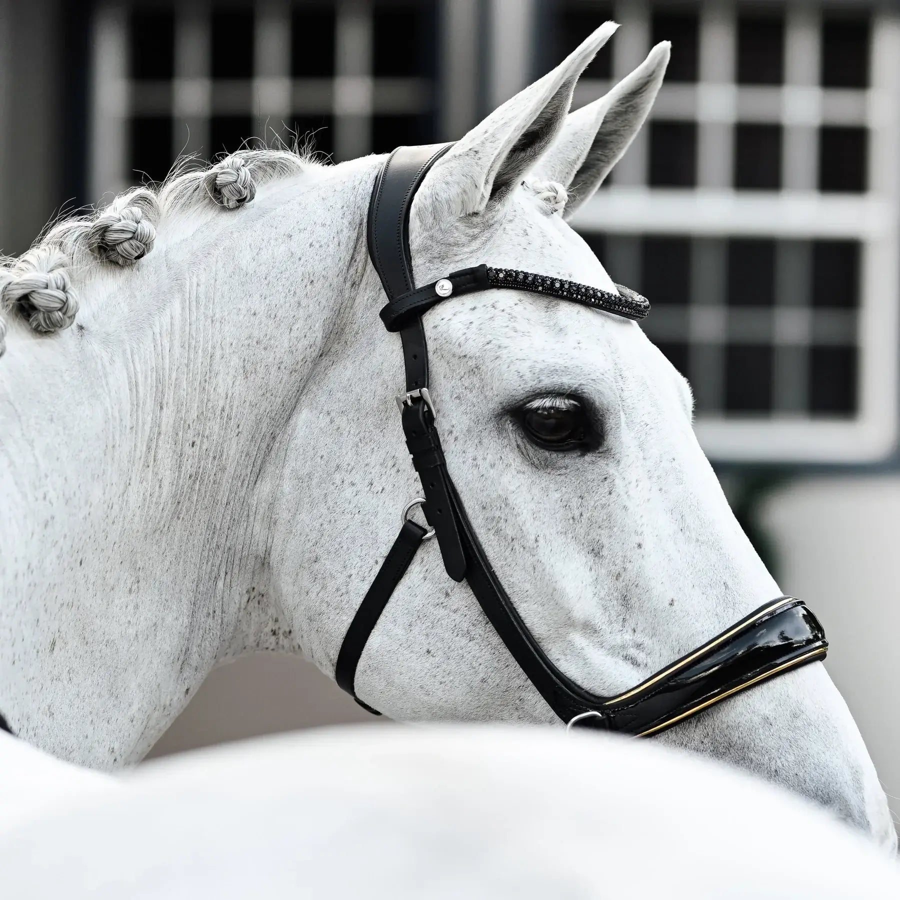Elegant white horse wearing the Skyla Bitless Bridle with a glossy patent noseband and crystal browband.