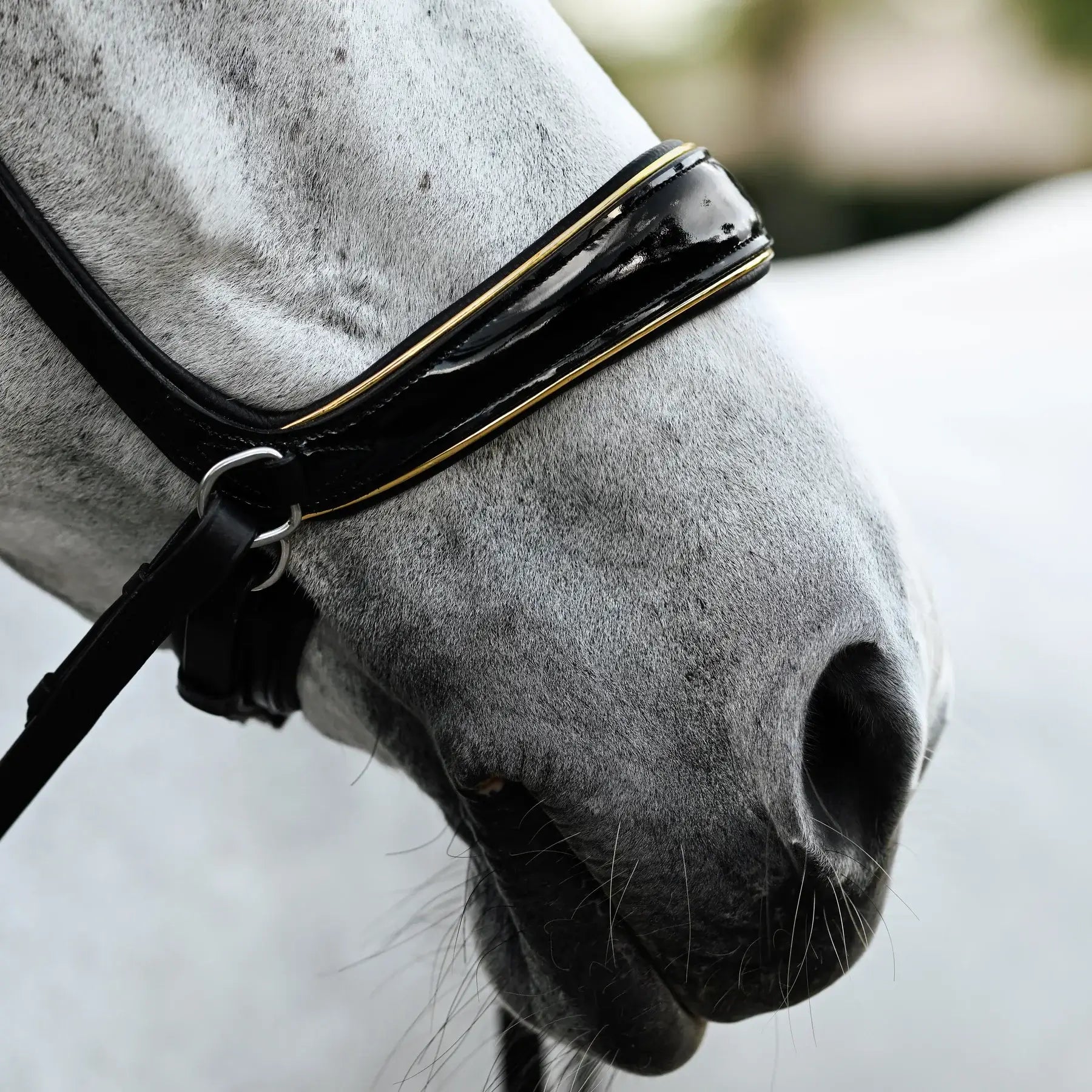 Close-up of horse wearing Skyla bitless bridle with glossy patent leather and gold piping.