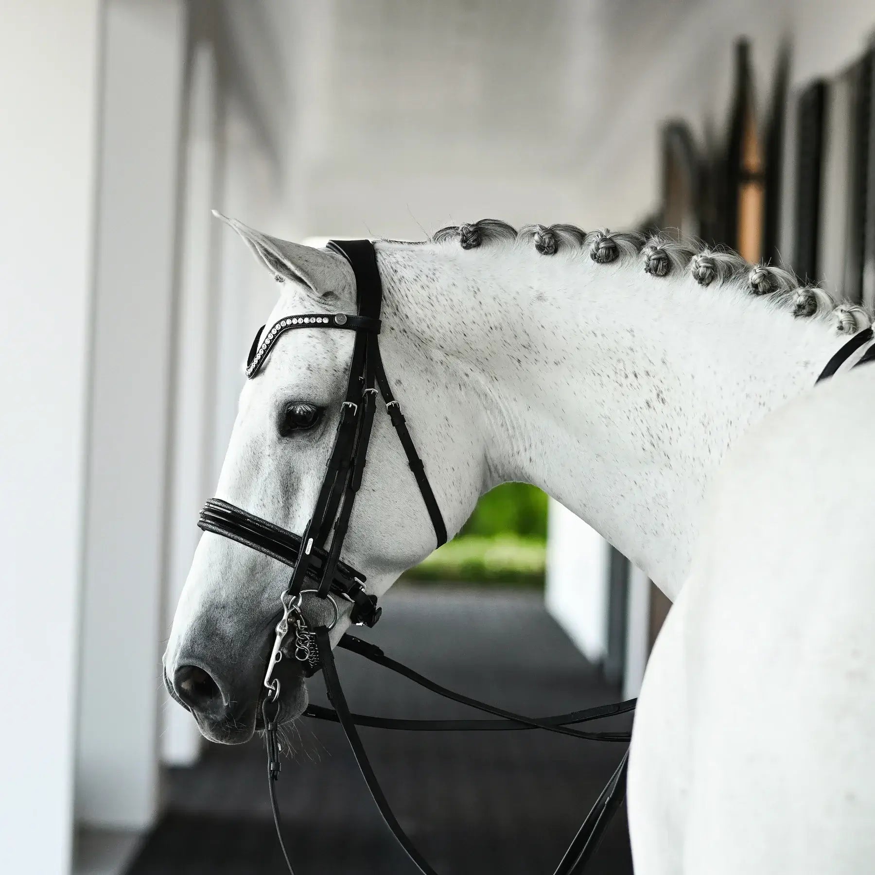 White horse wearing the Saphira double bridle with dark silver piping and crystal browband.