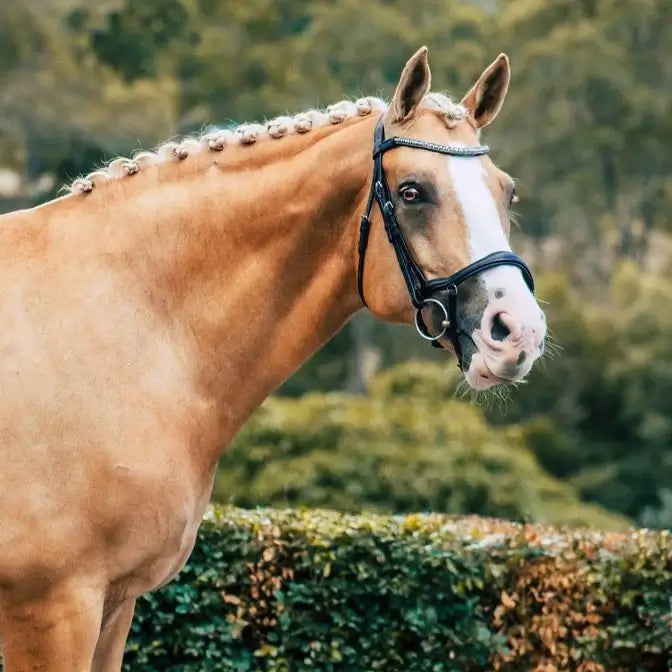 Mila Anatomic Bridle