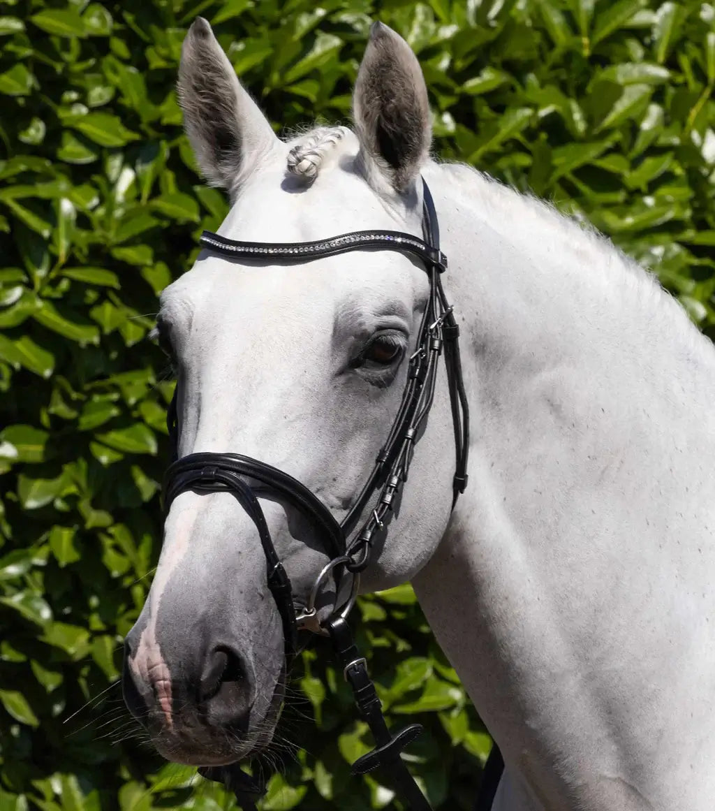 Close-up of a white horse wearing a PE Rivere Anatomical Bridle crafted from premium Italian leather.