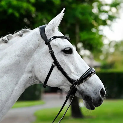 Elegant white horse wearing the luxury Skyla Bitless Bridle with a glossy patent noseband and black crystal browband.